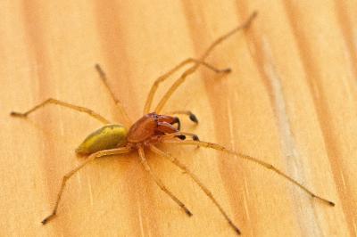 Cheiracanthium punctorium
