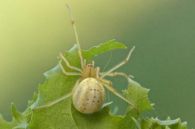Enoplognatha ovata