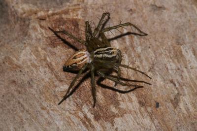 Oxyopes lineatus