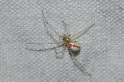 Theridiidae