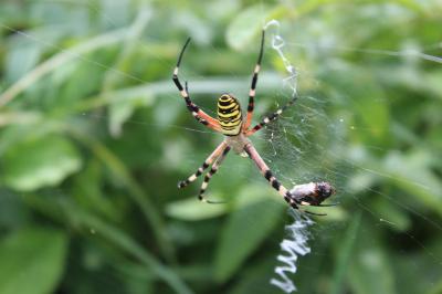Argiope bruennichi