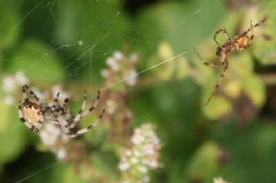 Araneus quadratus