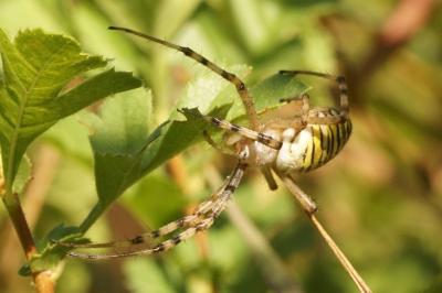 Argiope bruennichi