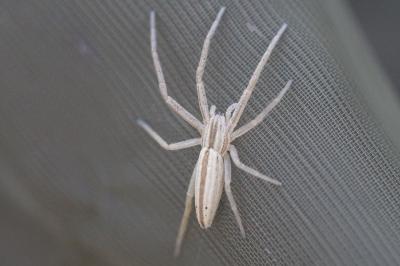 Tibellus oblongus