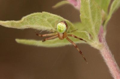 Ebrechtella tricuspidata
