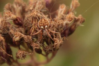 Agalenatea redii