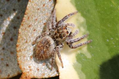 Carrhotus xanthogramma