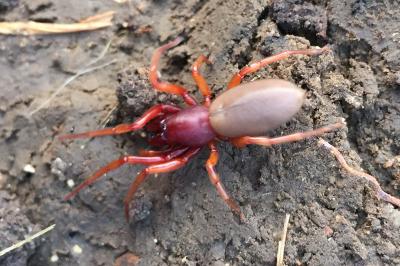 Dysderidae