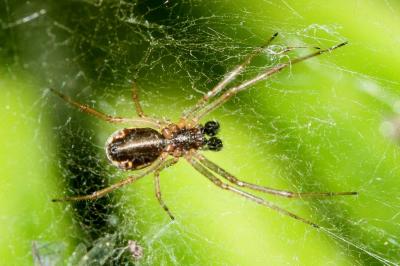Linyphia triangularis