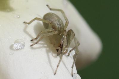 Cheiracanthium mildei