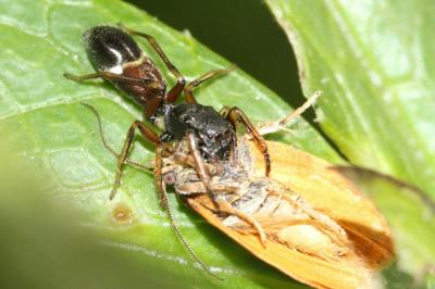 Leptorchestes berolinensis