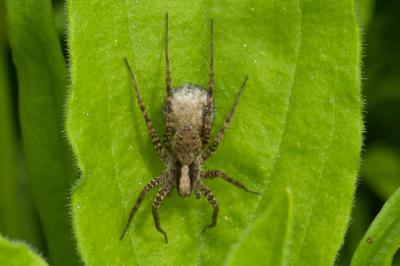 Lycosidae