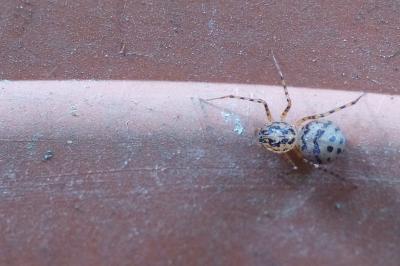 Scytodidae