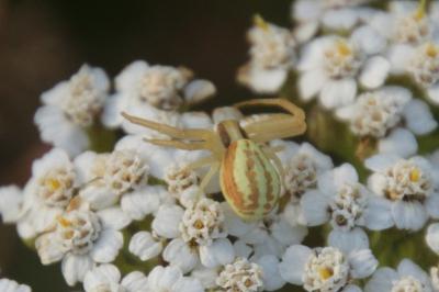 Runcinia grammica