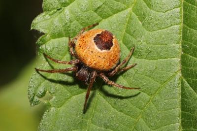 Araneus marmoreus