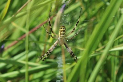Argiope bruennichi