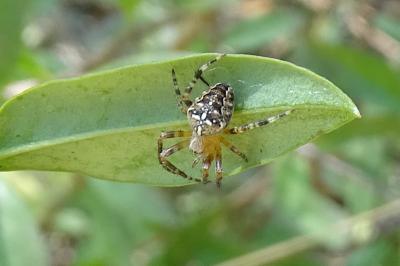 Araneus diadematus
