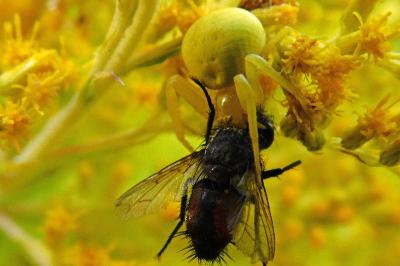 Misumena vatia