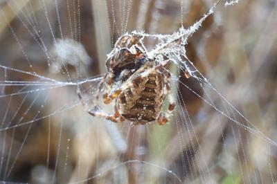 Araneus diadematus