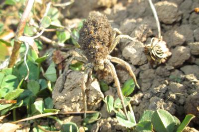 Hogna radiata