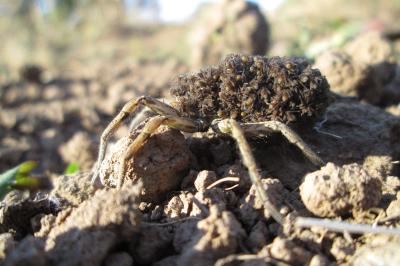 Hogna radiata