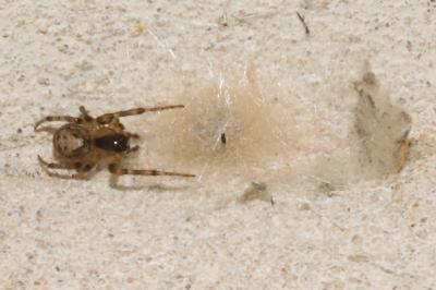 Zygiella x-notata