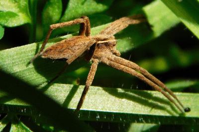 Pisaura mirabilis