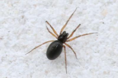 Zodarion italicum