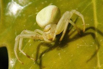 Misumena vatia