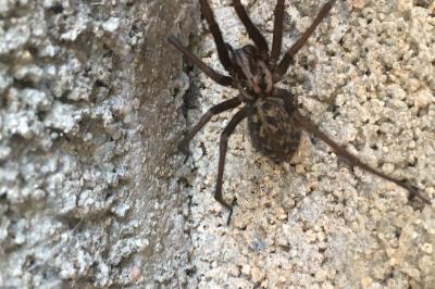 Eratigena atrica