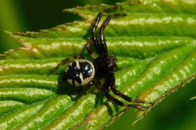 Synema globosum