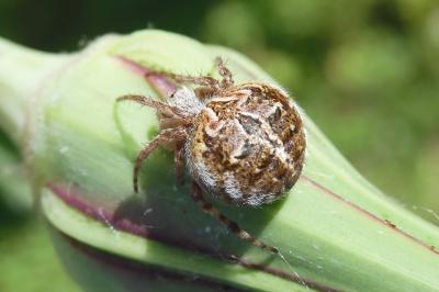 Agalenatea redii