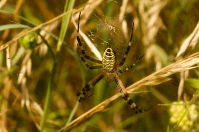 Argiope bruennichi