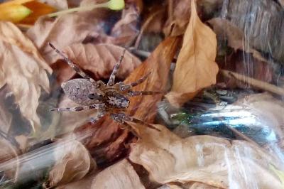 Zoropsis spinimana