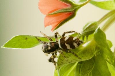 Salticus scenicus