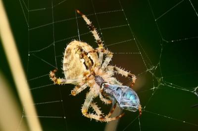 Araneus diadematus