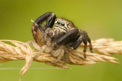 Evarcha arcuata