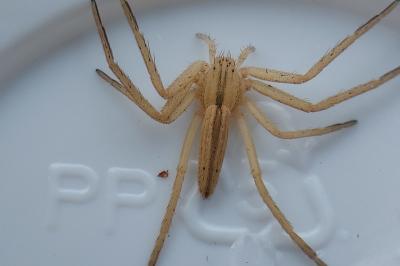 Tibellus oblongus