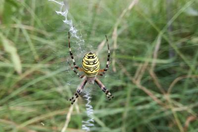 Argiope bruennichi