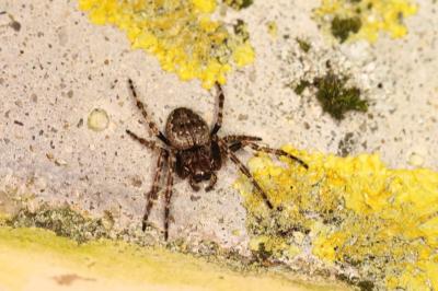 Nuctenea umbratica