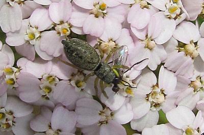 Heliophanus tribulosus