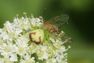 Ebrechtella tricuspidata