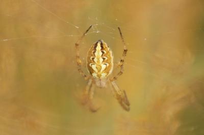 Neoscona adianta