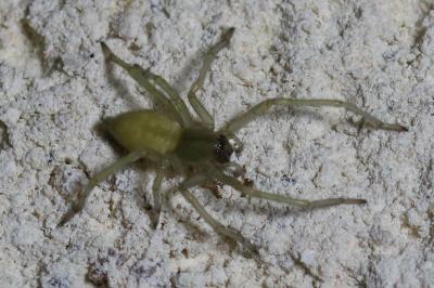 Cheiracanthium mildei