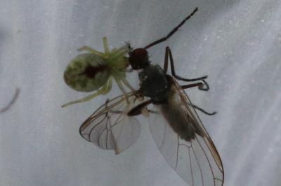 Nigma puella