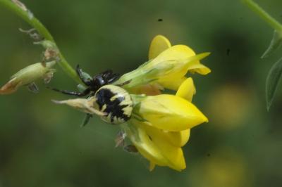 Synema globosum