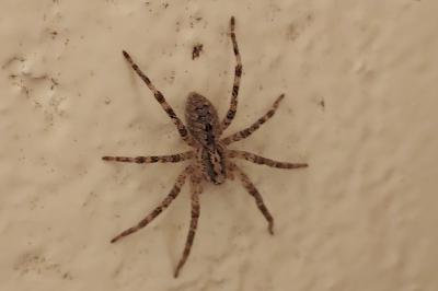 Zoropsis spinimana