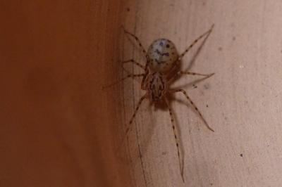 Scytodes thoracica