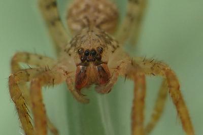 Zoropsis spinimana