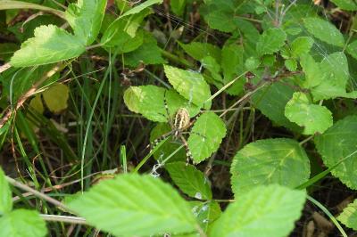 Argiope bruennichi